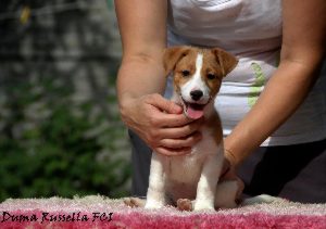 Jack Russell Terrier Miot 